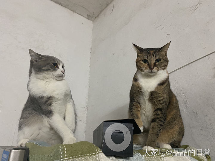 不招猫主子待见了_猫