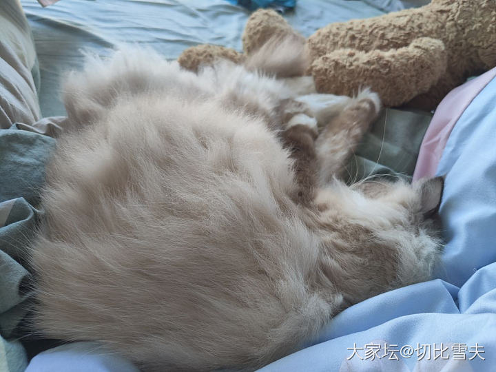 今日份的狗粮_钻石