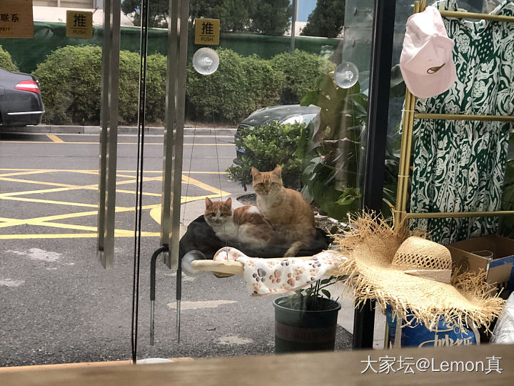 直播可爱的流浪猫一家_猫