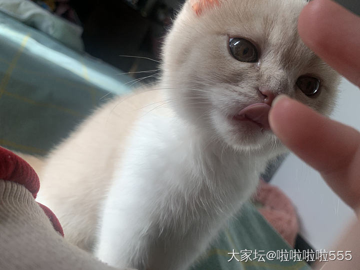 想亲亲可爱的小猫咪，结果他一脸抗拒🙈_猫