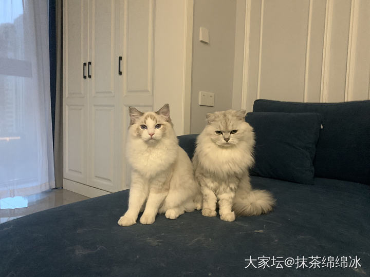 记录一下皮皮的成长_猫