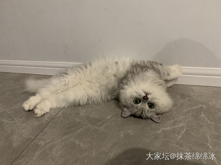 记录一下皮皮的成长_猫