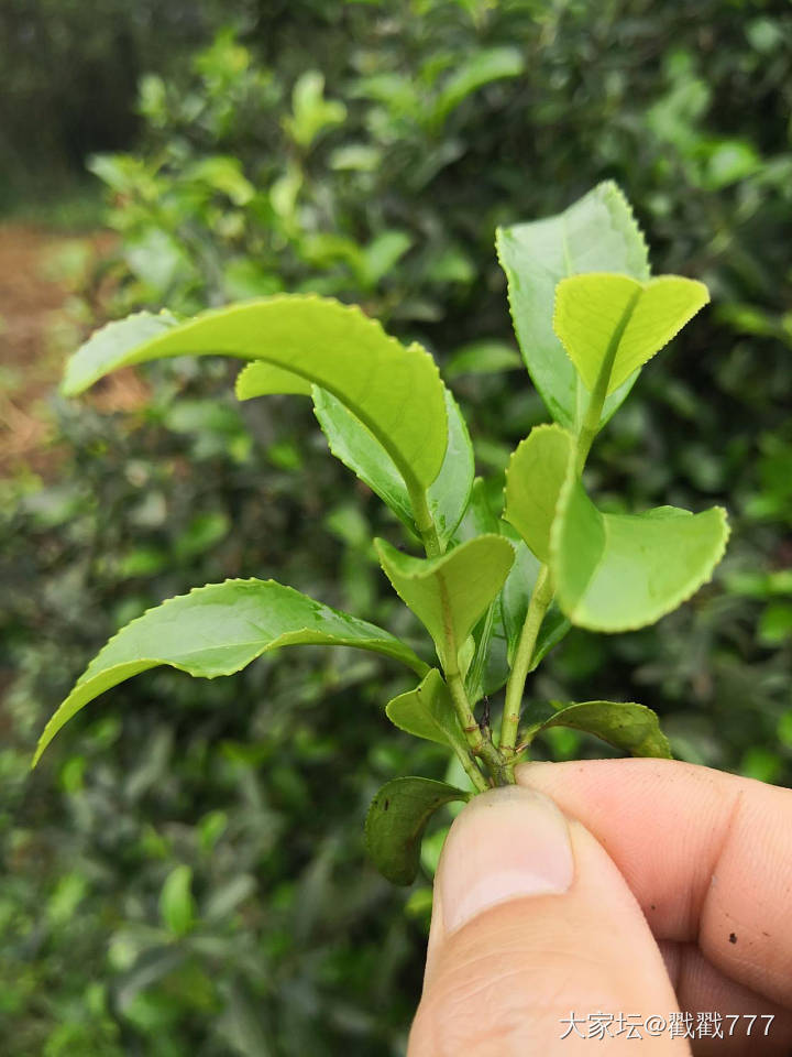 恭城油茶_美食