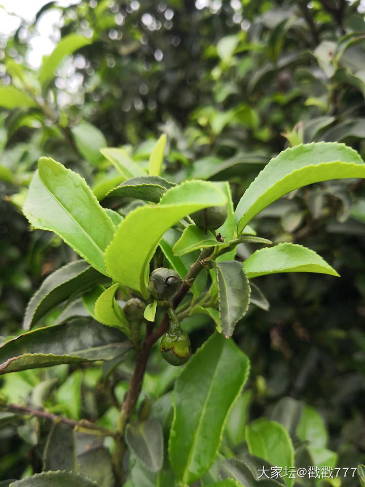 恭城油茶_美食