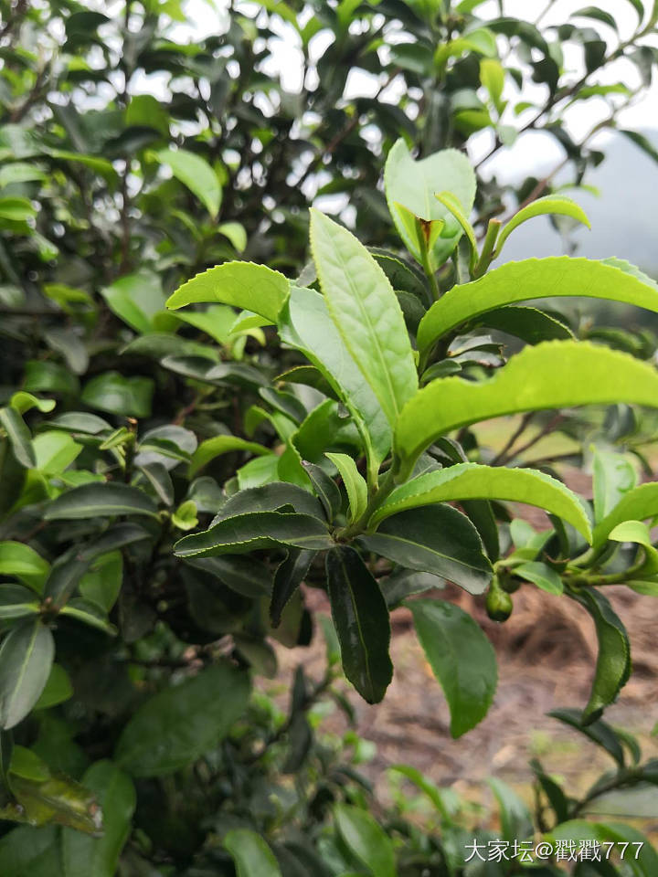 恭城油茶_美食