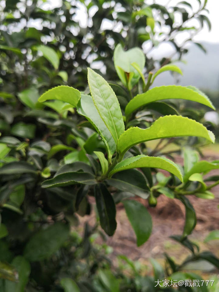 恭城油茶_美食