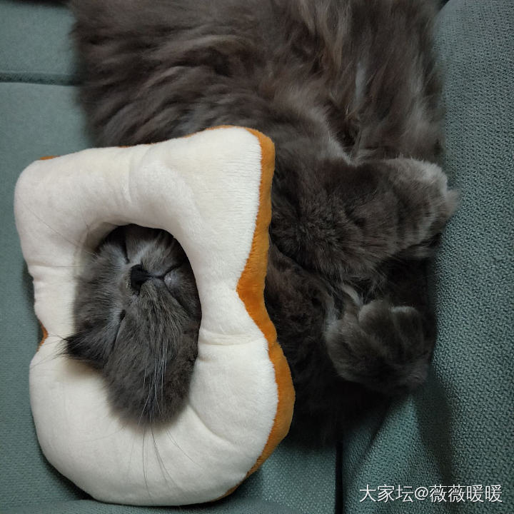 好玩好玩，这围脖小怂包戴上居然也不抗拒_猫宠物