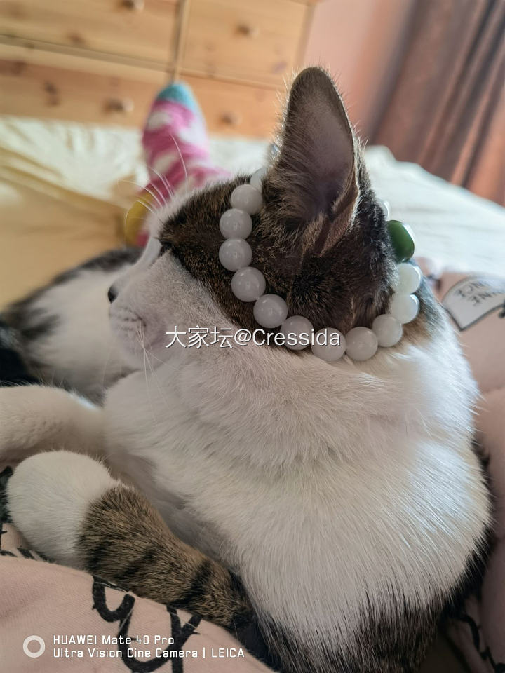 猫耳环_猫宠物和田玉