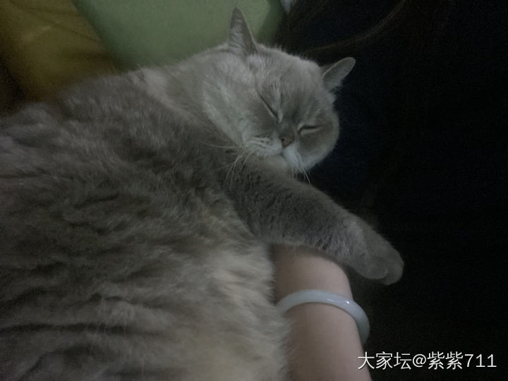 这种天开着暖气撸猫_猫宠物