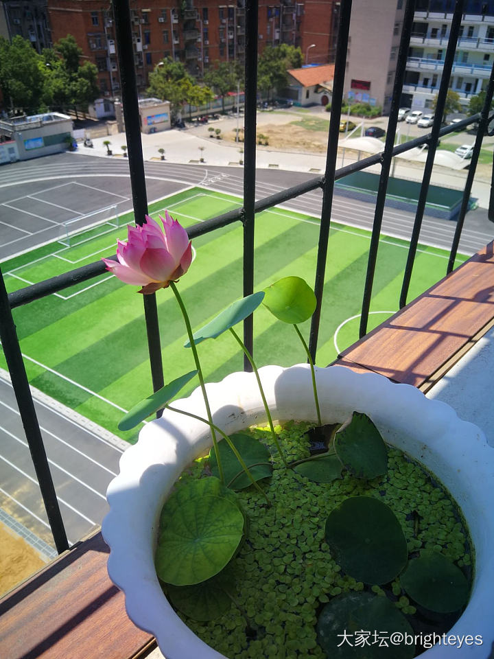 留得残荷听雨声_水生植物