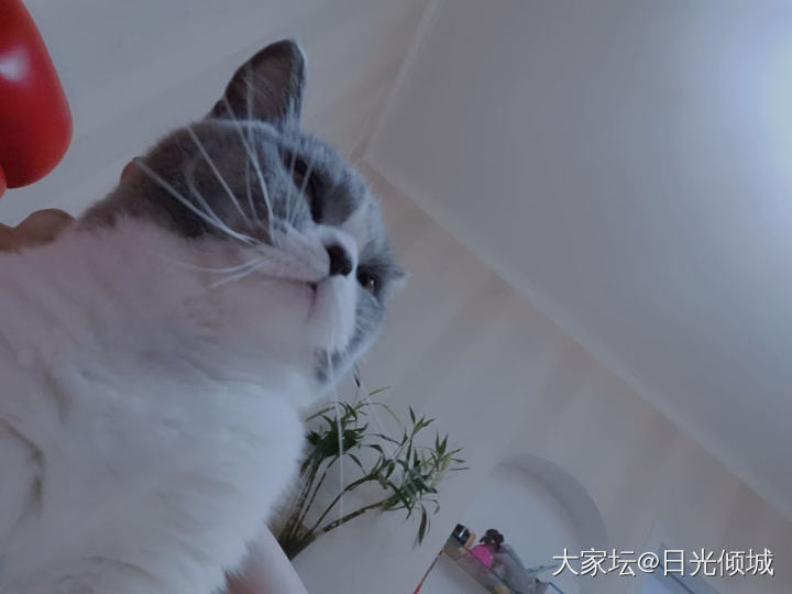 早上太冷了 猫 珠宝大家坛