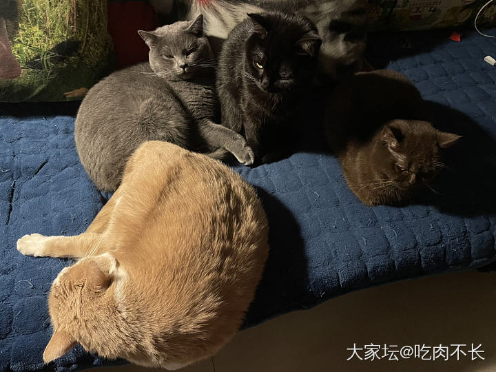 加个餐，睡觉_美食猫闲聊