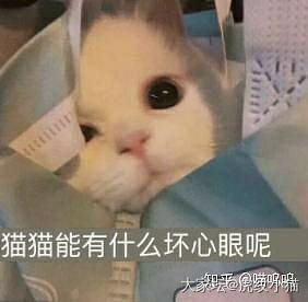 小猫咪能有什么坏心眼呢🙃_猫宠物