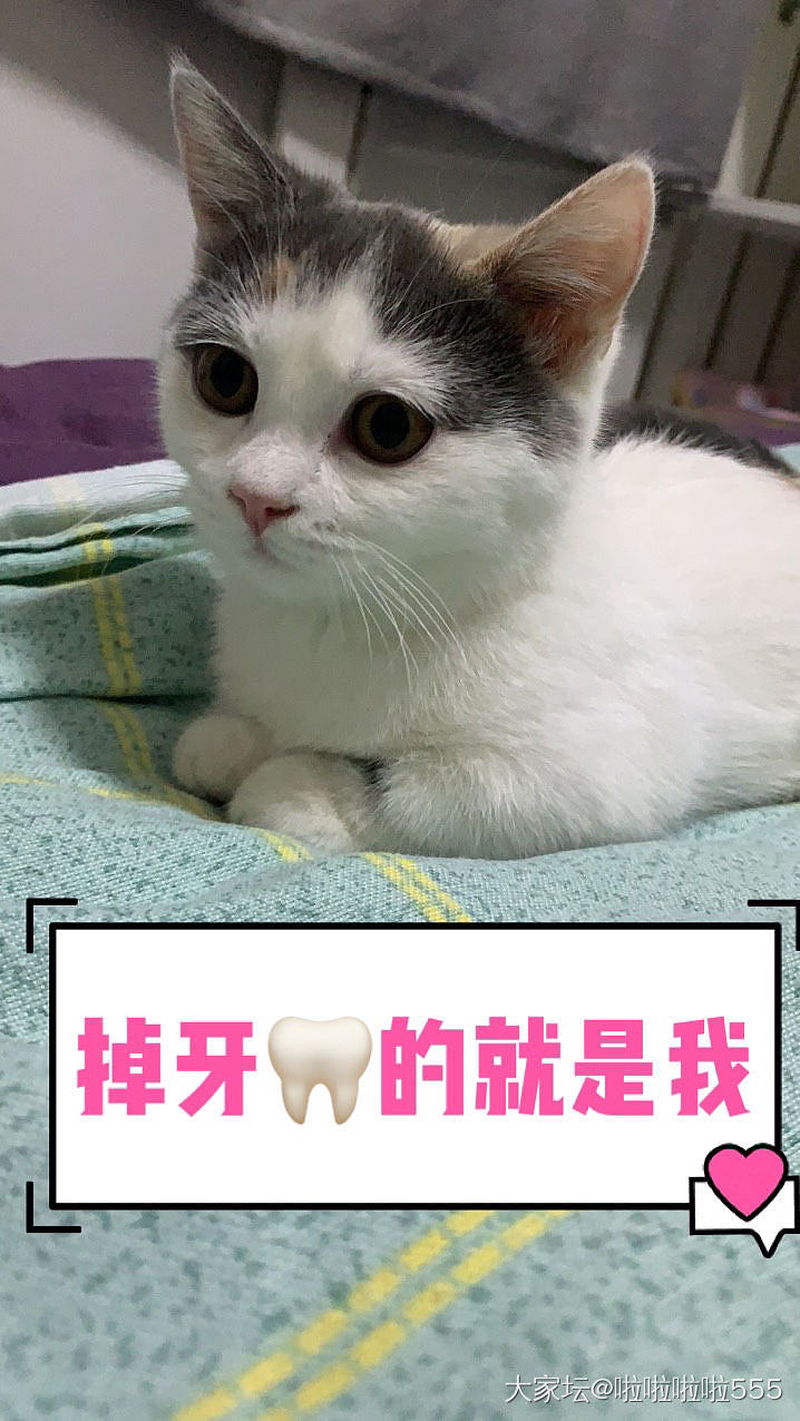 小猫猫掉了一颗牙，给我吓坏了～_猫