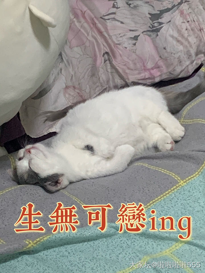 小猫猫掉了一颗牙，给我吓坏了～_猫