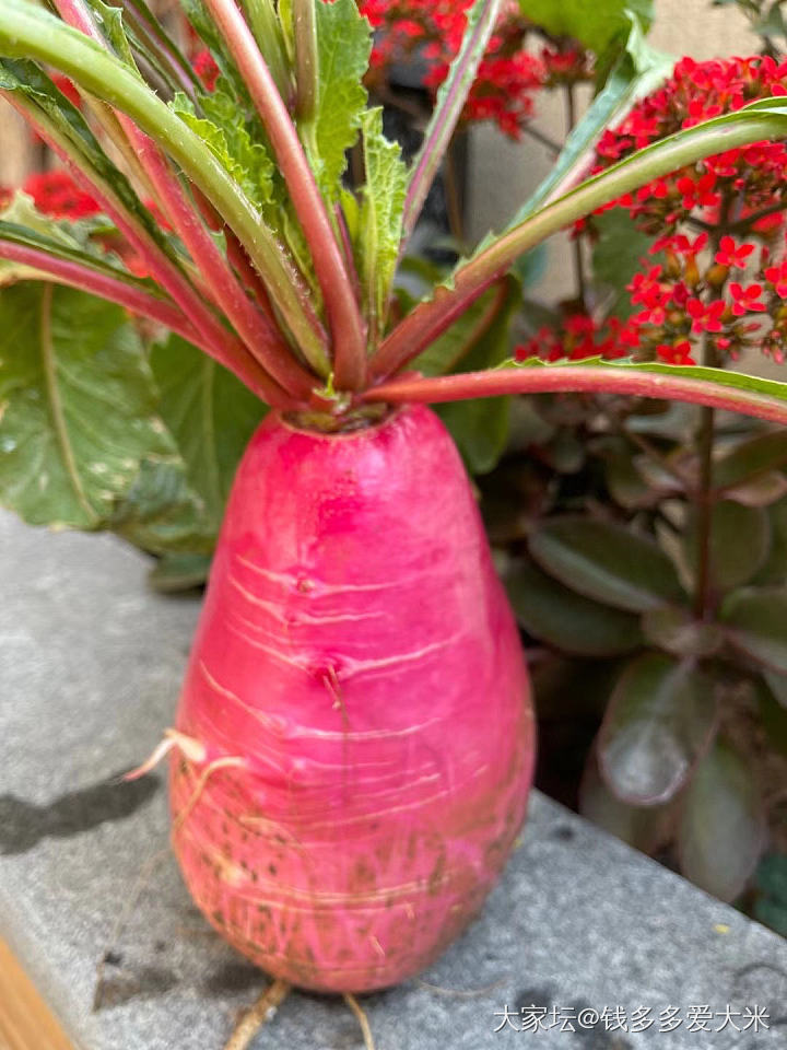 一大早在院子里拔萝卜_食材植物