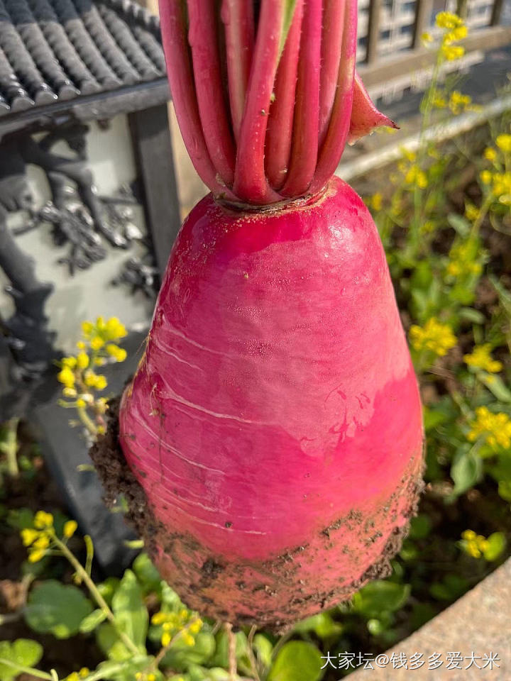 一大早在院子里拔萝卜_食材植物