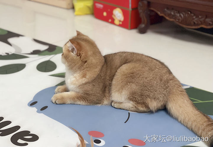 折腾了两周，总算把主子们的东西准备差不多了_猫