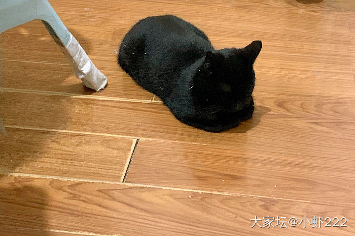 晒2020年失败的投资_猫