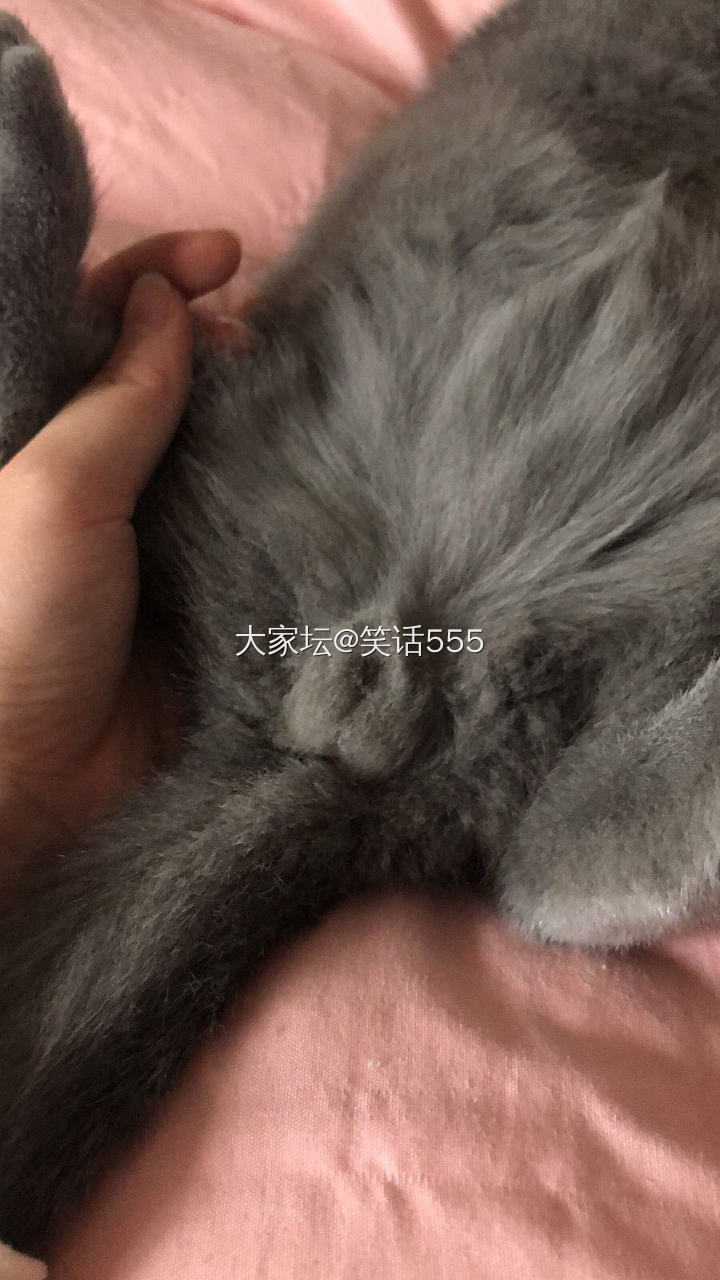 被卖猫的骗了_猫