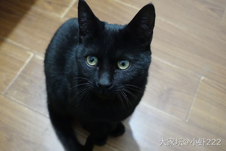 被卖猫的骗了_猫