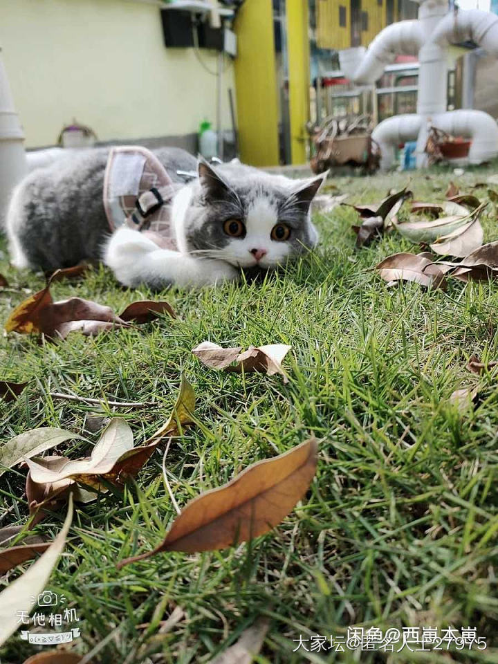 情人节接回来_猫宠物