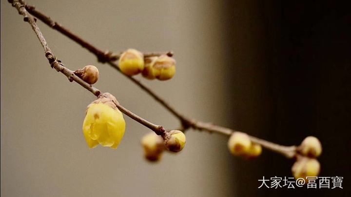 初恋雨梅
江南二月天
素梅迎春雨
罗伞庇五瓣
路人识香来