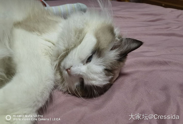 小布妹妹睡觉竟然会翻白眼_猫