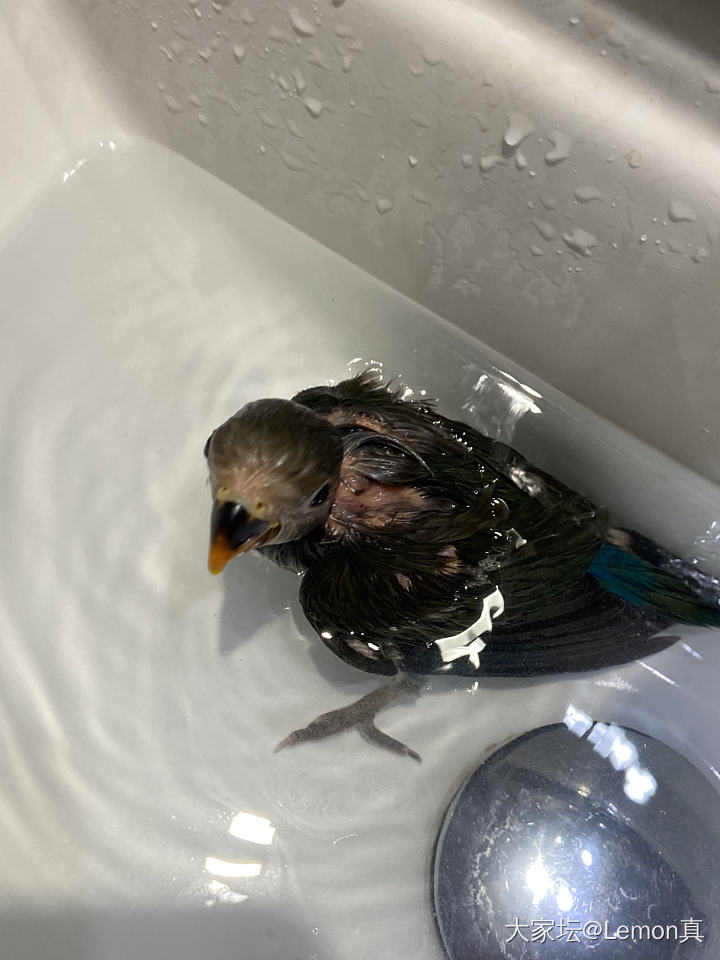 安安🦜掉进油里啦_鹦鹉