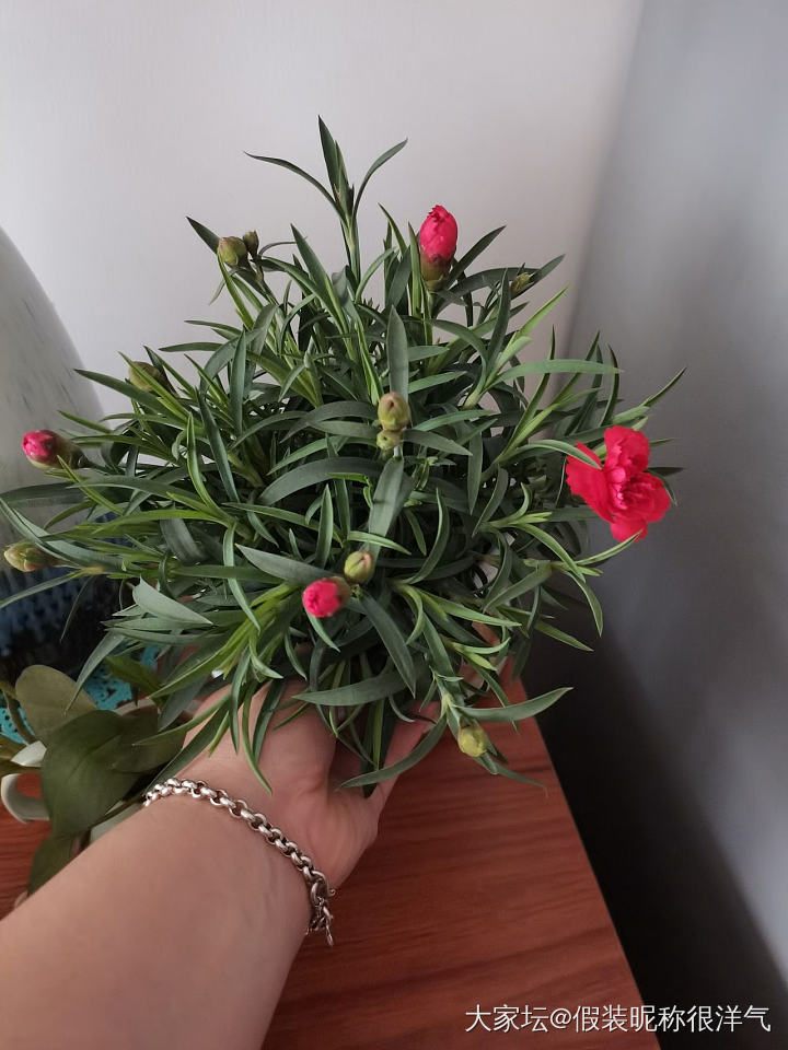 姐妹们有知道这是什么花的吗？怎么养护？喜阳还是喜阴，喜湿还是喜干？