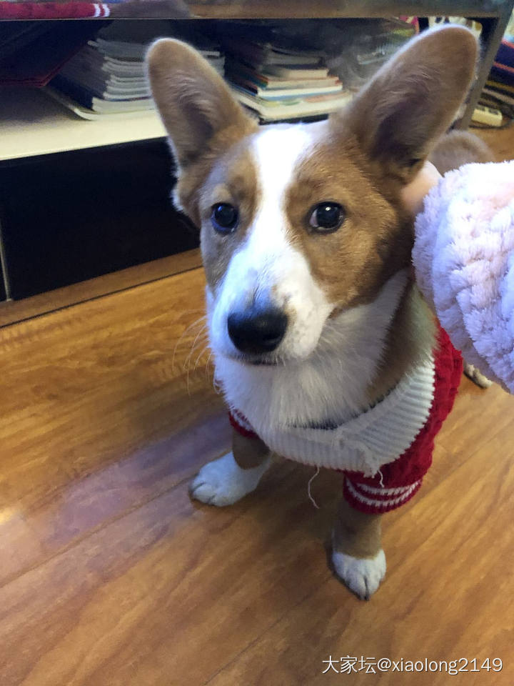 我家狗子来跟大家拜年啦，祝大家牛年大吉！_节日