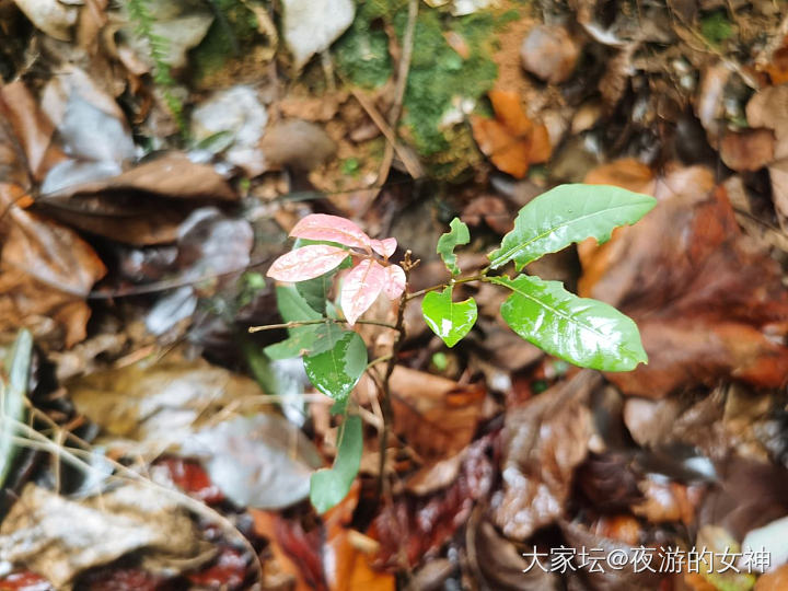 初一登高一下_手镯银