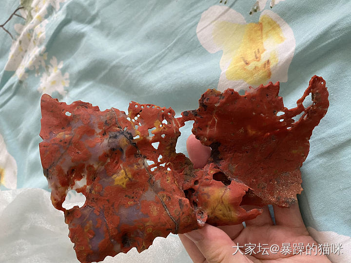 战国红有懂得吗？_战国红
