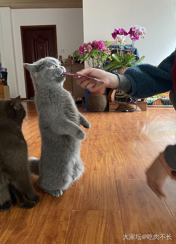 今天没出门_猫闲聊