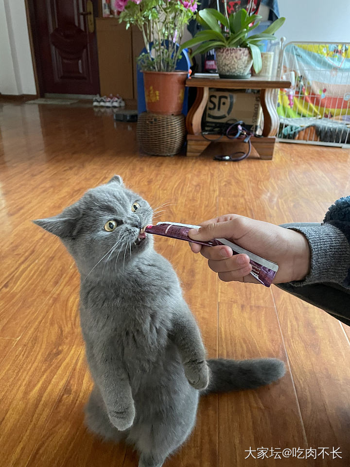 今天没出门_猫闲聊