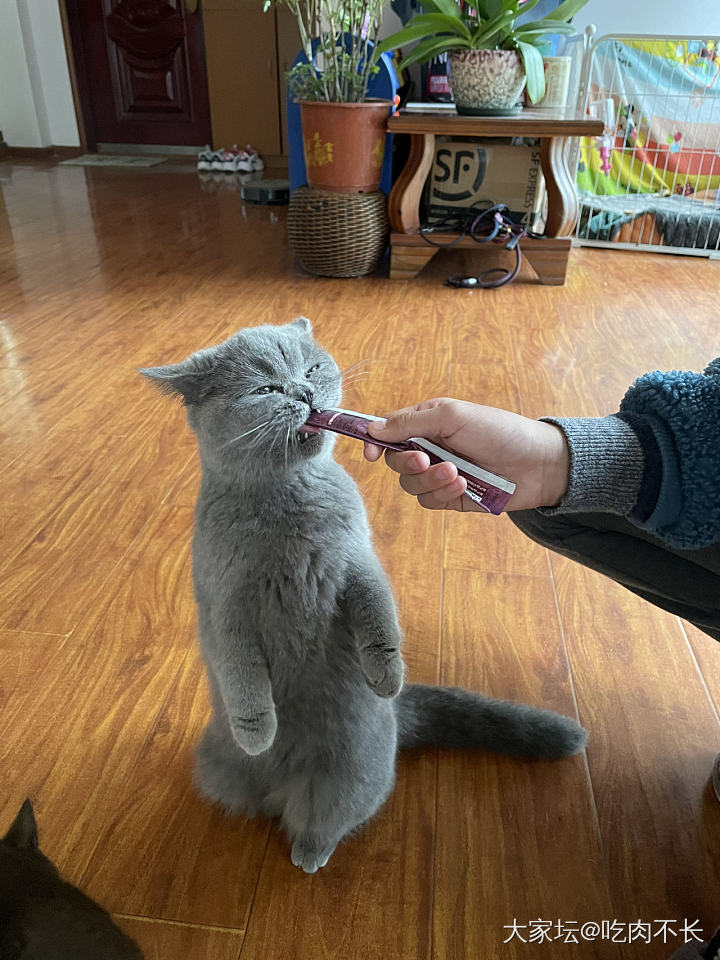 今天没出门_猫闲聊