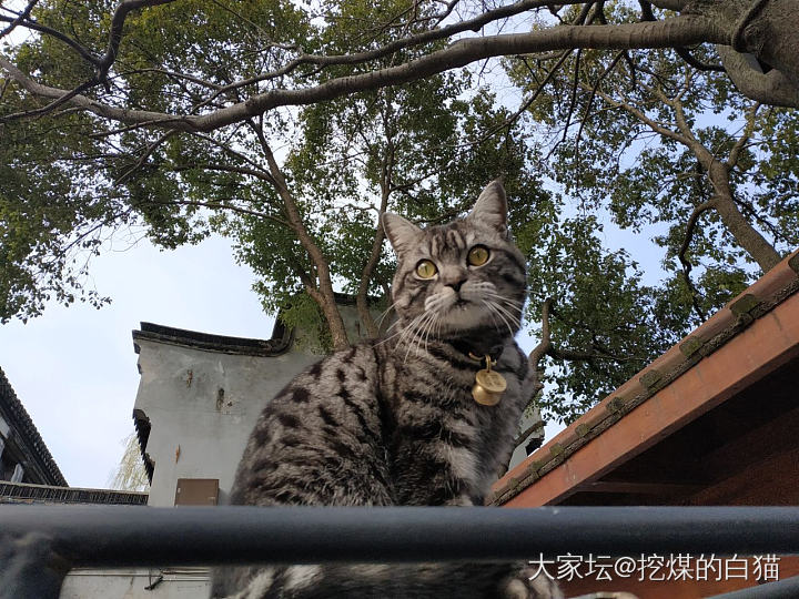 猫咪有点帅_猫