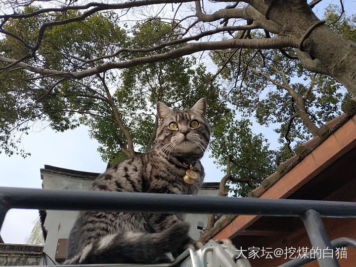 猫咪有点帅_猫