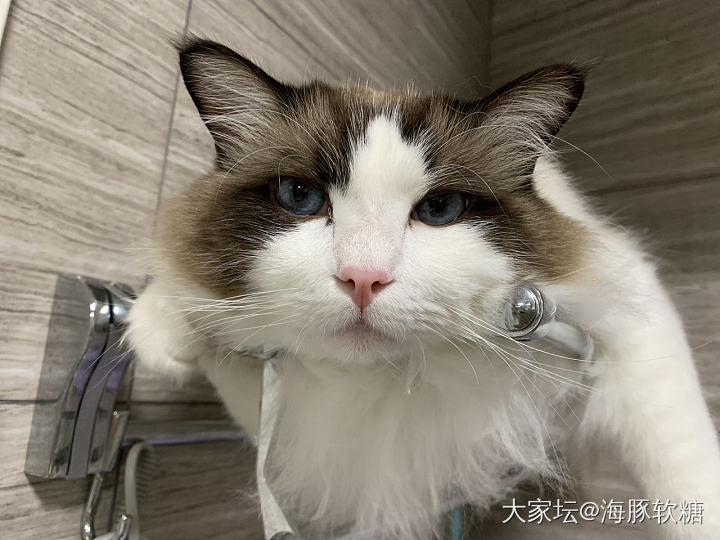 哪里都有你_珠串手镯戒指和田玉猫