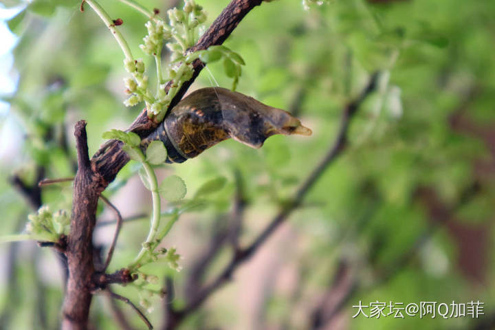 化蝶直播～已经准备就绪_蝴蝶昆虫大家谈