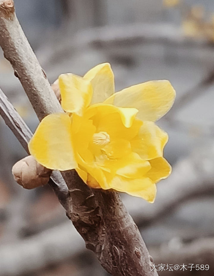 拍”蜡梅”闻花香_花旅游