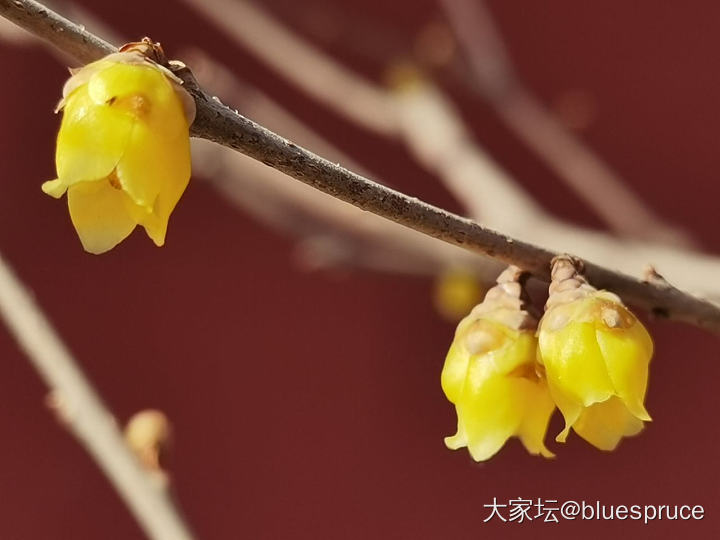 拍”蜡梅”闻花香_花旅游