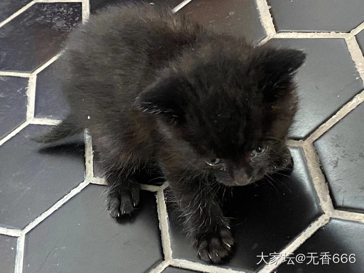 一直不喜欢猫猫，尤其是黑猫。可是周末在湖边绿道溜达，看到三小只装在这小纸盒里在阳...