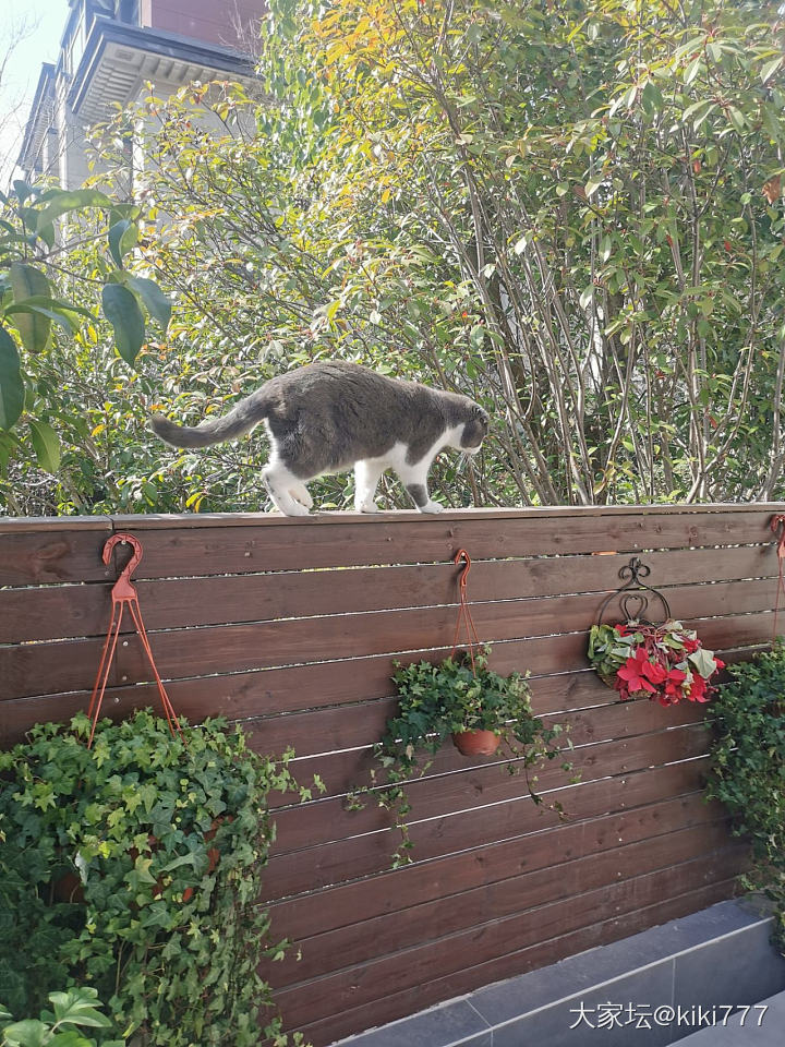 心野了，家里已经关不住了_猫