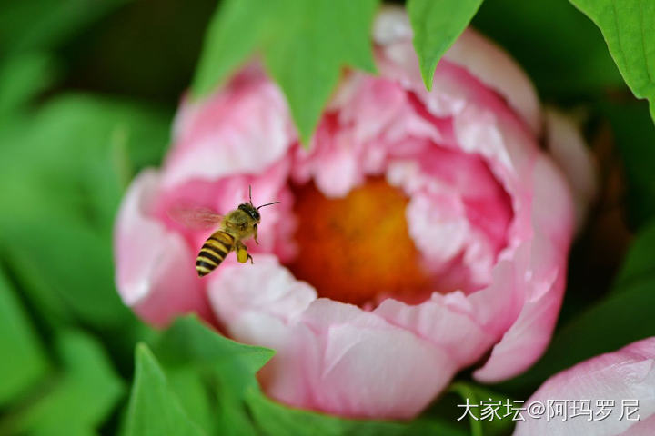 元宵快乐_花植物