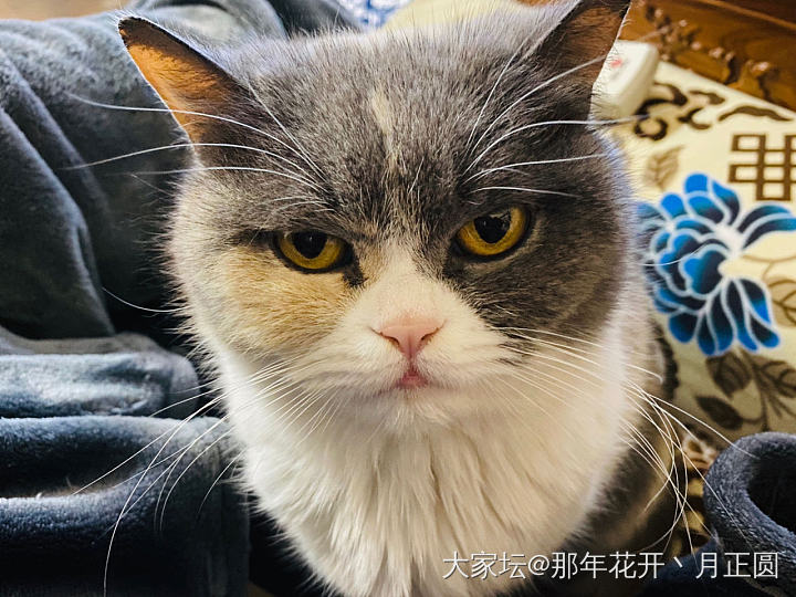 小萌萌_猫