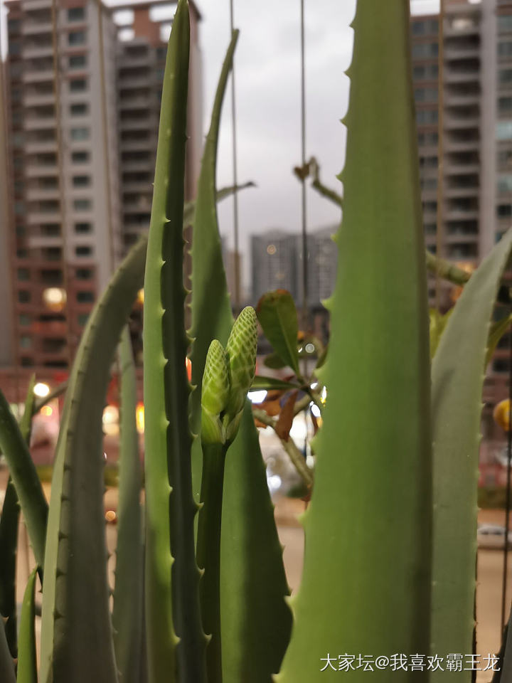 阳台养的芦荟开花了_叶