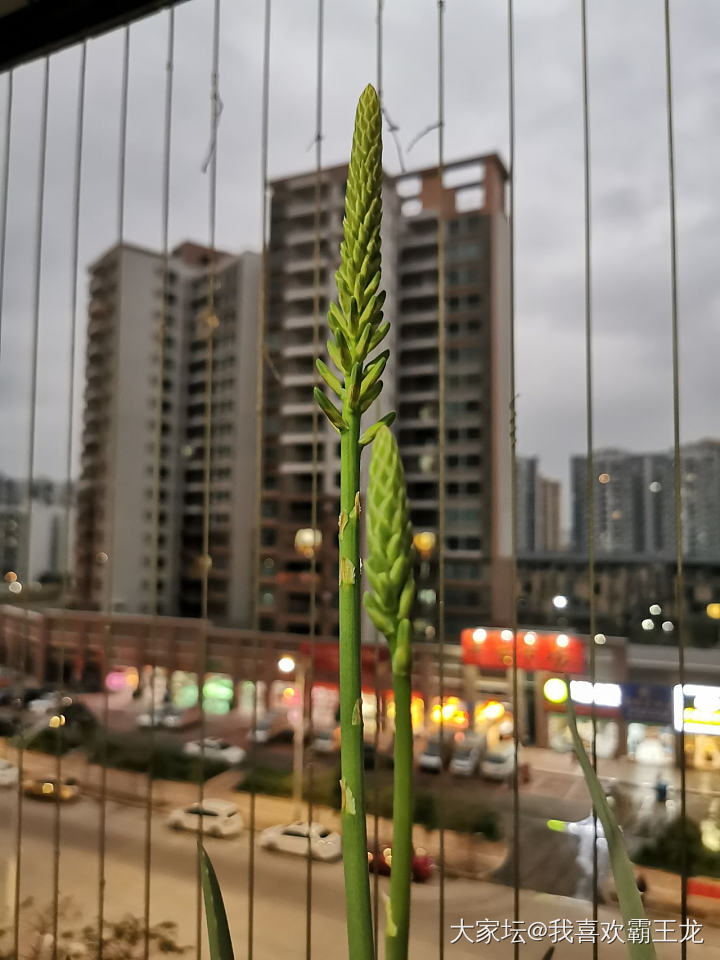 阳台养的芦荟开花了_叶