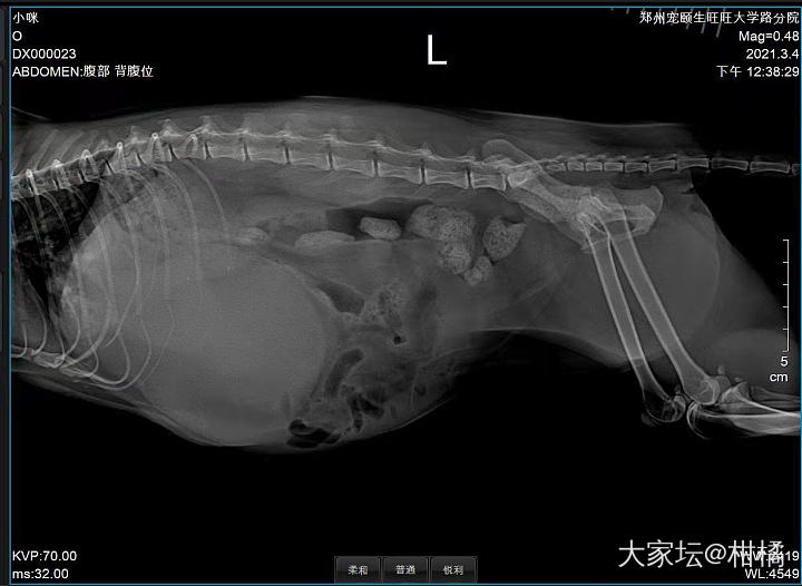 还记得那年碰瓷我的那只猫嘛_猫