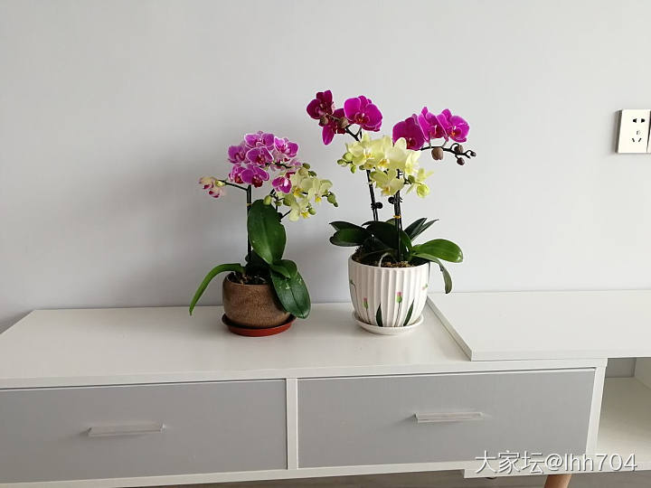 终于get到兰花的美了